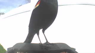 red-winged blackbird