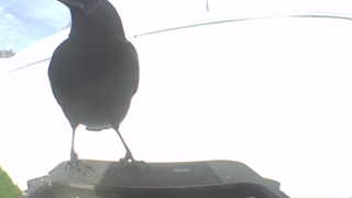 american crow