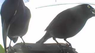 common grackle
