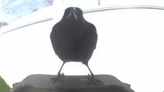 american crow