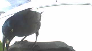 common grackle