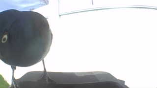 common grackle