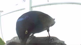 common grackle