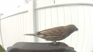 house finch