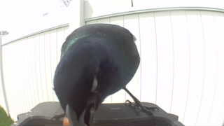 common grackle