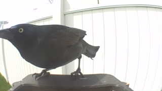 brewer's blackbird