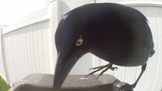 common grackle