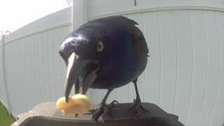 common grackle