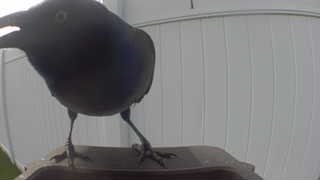 common grackle