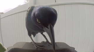 common grackle