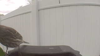 house finch