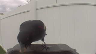 common grackle