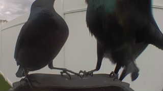 common grackle