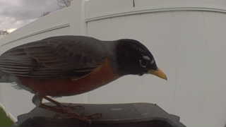 american robin