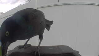 common grackle