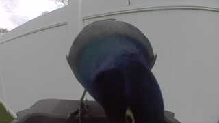 common grackle