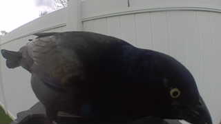 common grackle
