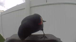 red-winged blackbird