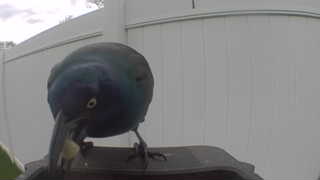 common grackle