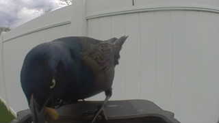 common grackle