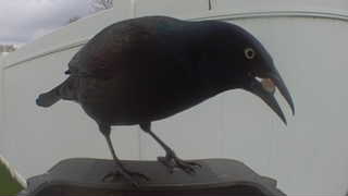 common grackle