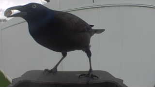 common grackle