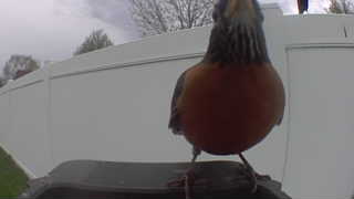 american robin
