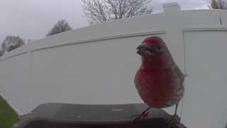 house finch