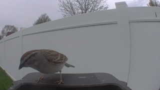 house sparrow