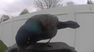 common grackle