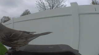 house finch