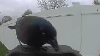 common grackle