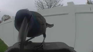 common grackle