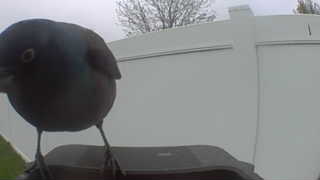 common grackle