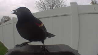red-winged blackbird