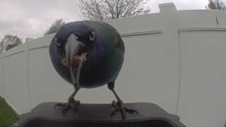 common grackle
