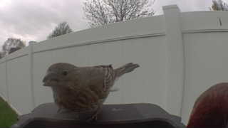 house finch