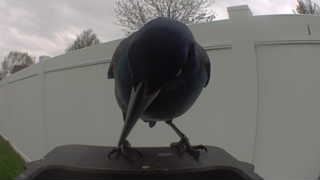 american crow