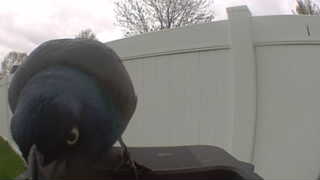rock pigeon