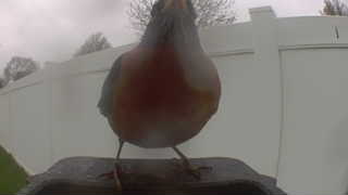 american robin