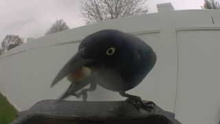 common grackle