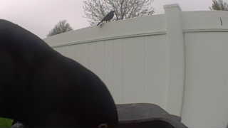 european starling