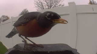 american robin