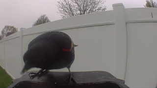 red-winged blackbird