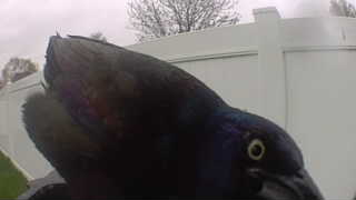 common grackle