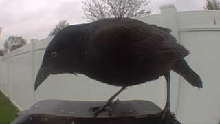 brewer's blackbird