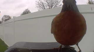 american robin