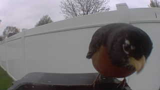 american robin