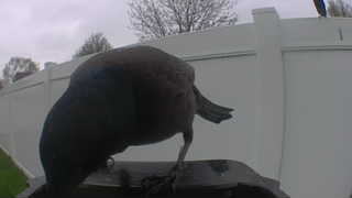 american crow