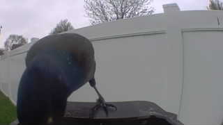 american crow